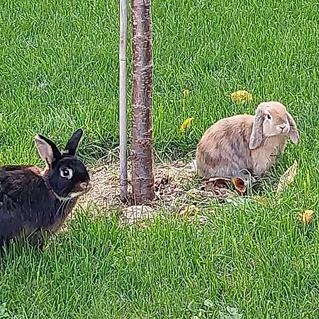 Apartamento Dein Zuhause In Der Ferne Im Grünen Kreativhof Der Gute Ton Mit Kostenlosem Fahrradverleih Dresde